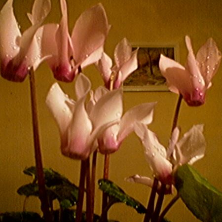 Cyclamen